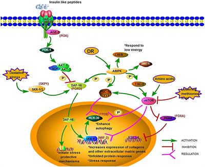 Caenorhabditis elegans as a Useful Model for Studying Aging Mutations